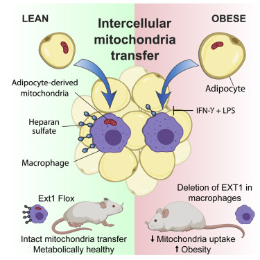 Mitochondrial Transfer in Obesity
