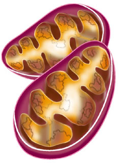 mitochondrie