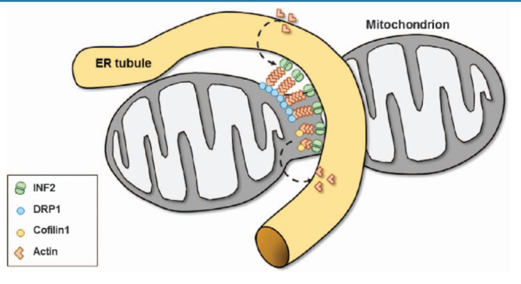 Symposium Acting on mitochondria- The role of actin-regulating proteins on mitochondria in health and disease 