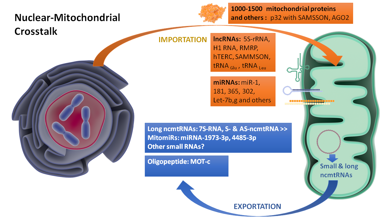 Picture-Nucleus-mito-crosstalk-25022020