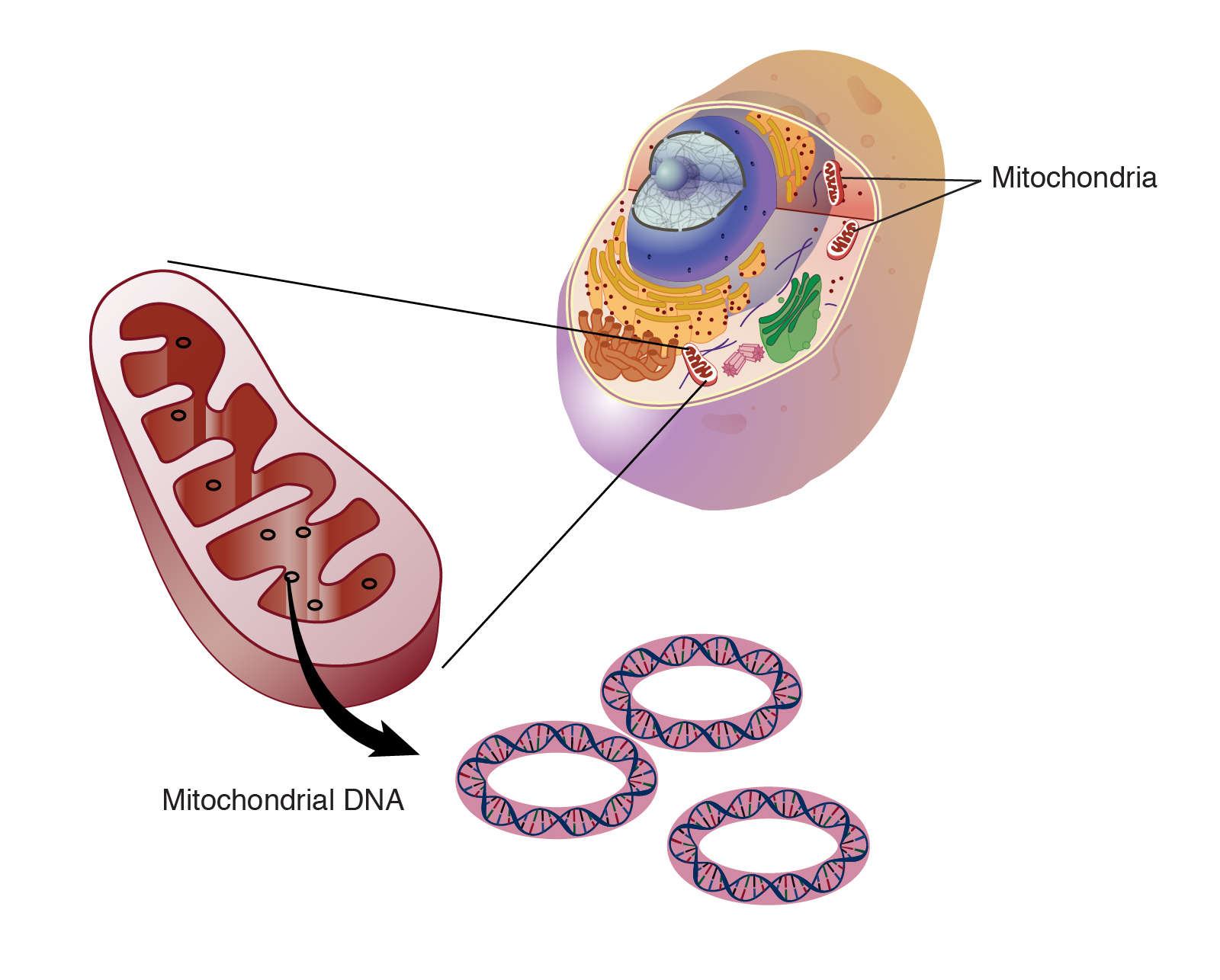 mitochondrial dna