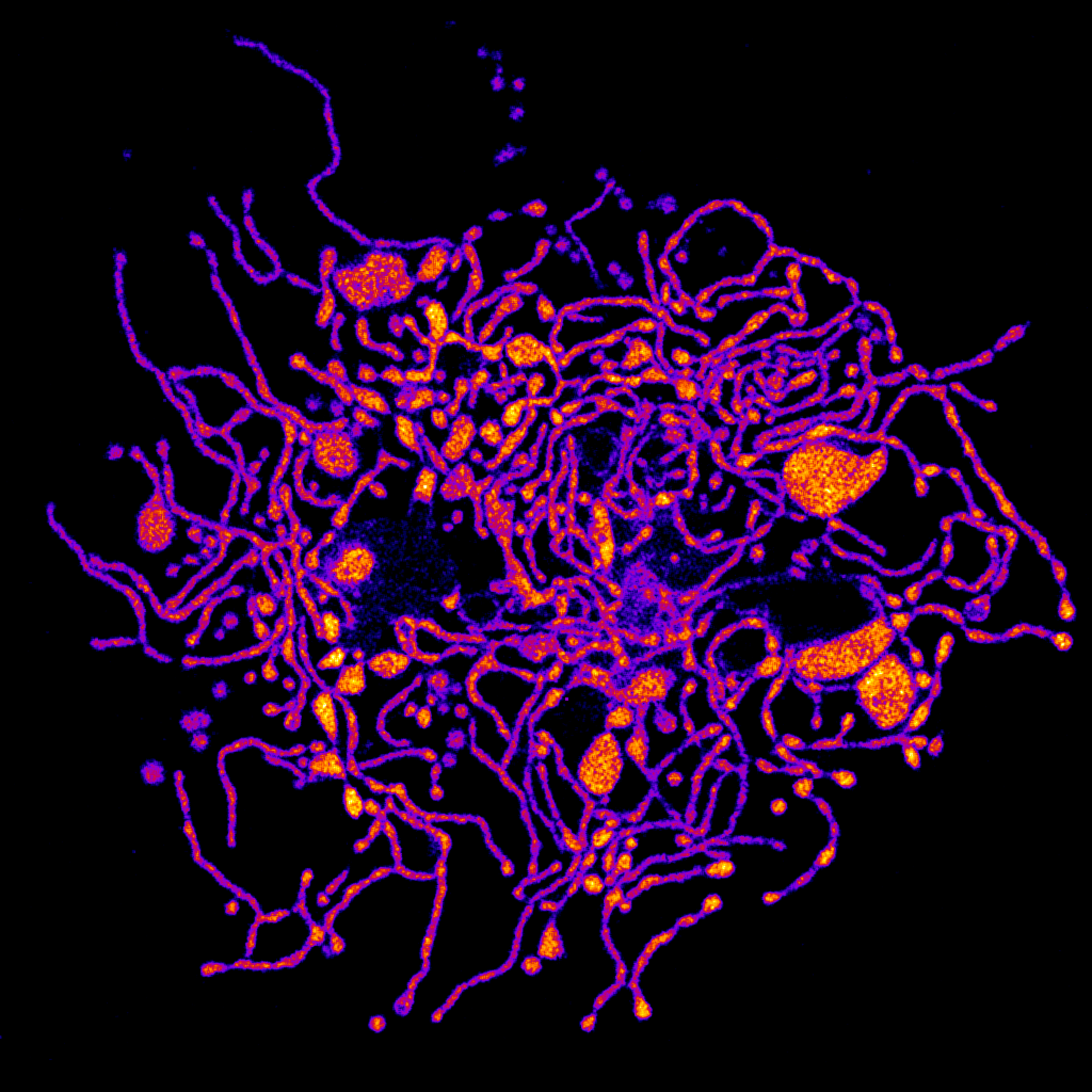 4 PC-Keratinocyte MitoTimer SonjaLehmann