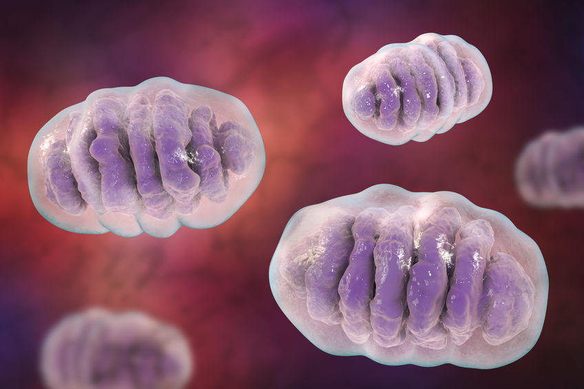 The Alternate Version of Kreb's Cycle Underlying Cellular Identity