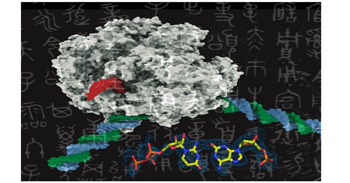 Artificial DNA Successfully Transcribed by Natural Enzyme Paving the Way for Genetic Advancements