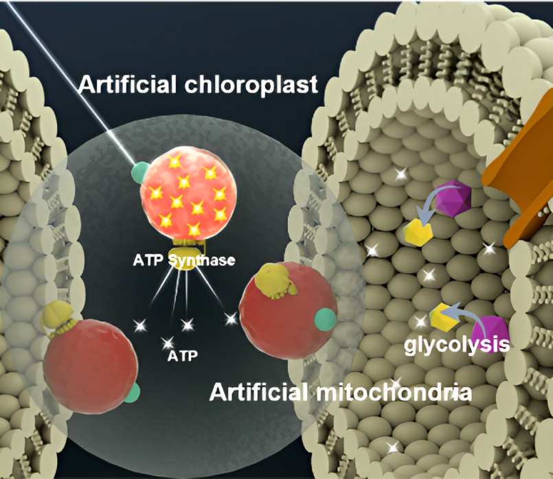 Artificial Mitochondria The Dream is Here 2