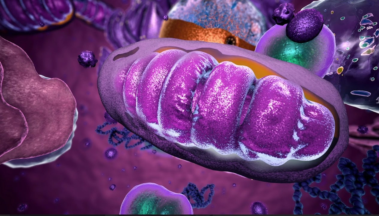 Inflammation-Triggered Mitochondrial and Metabolic Disruptions Steering the Transition from Acute to Chronic Pain