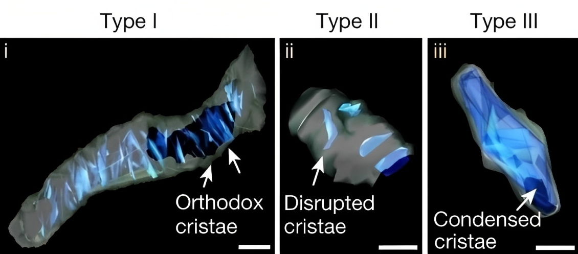 Key Information About The Function of Mitochondria in Cancer Cells