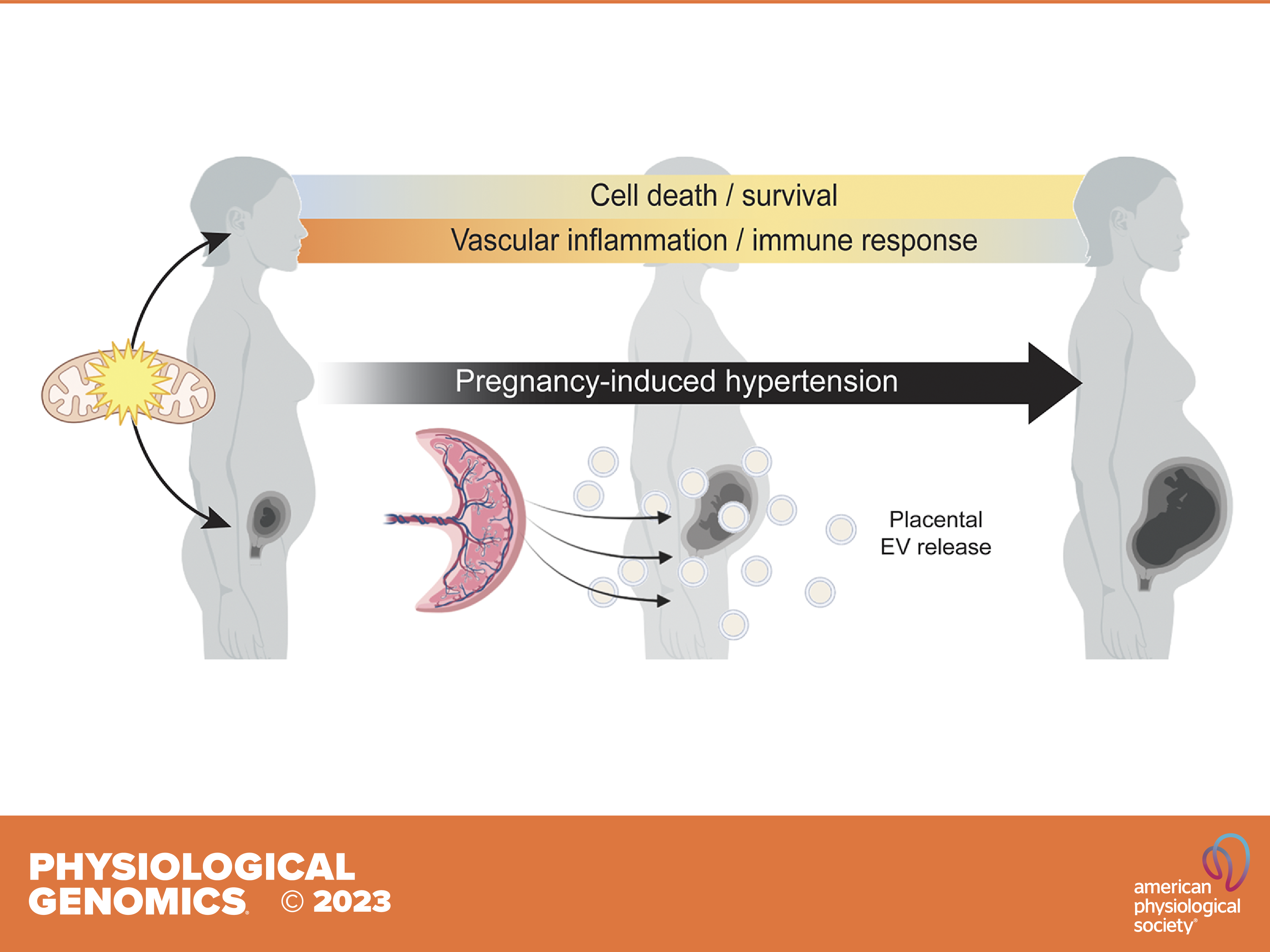 Maternal and fetal mitochondrial gene dysregulation in hypertensive disorders of pregnancy