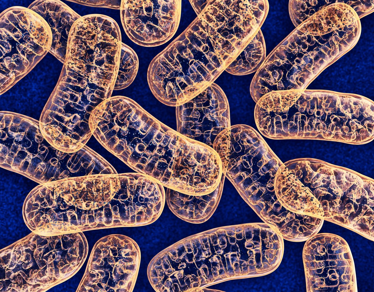 Mitochondria AdobeStock