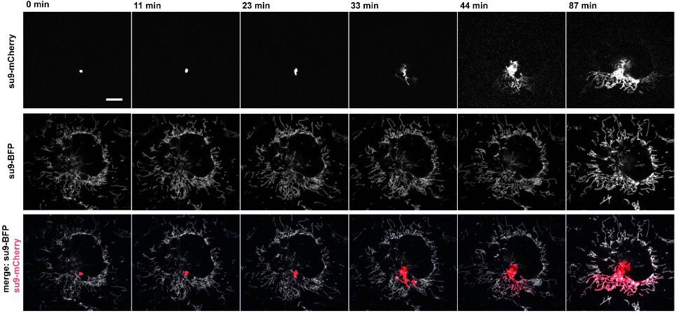 Mitochondria Transplantation Between Living Cells