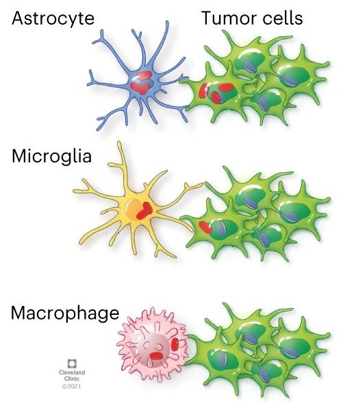 New study outlines how brain cancer cells take mitochondria from healthy cells to grow and survive