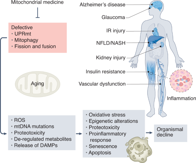 Pleiotropic effects of mitochondria in aging