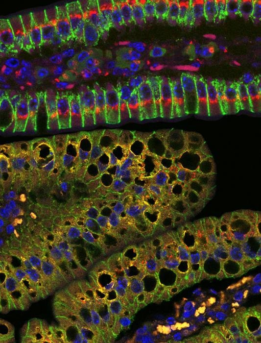 Unlocking the Role of Mitochondria in Processing Dietary Fats