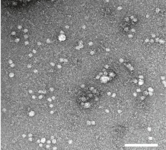 acel13283-fig-0001-m