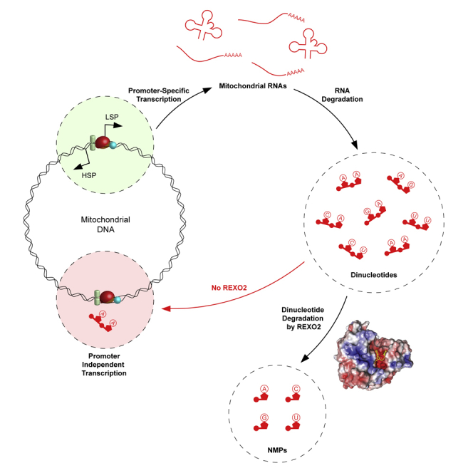 dinucleotide