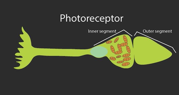 Mitochondria microlense