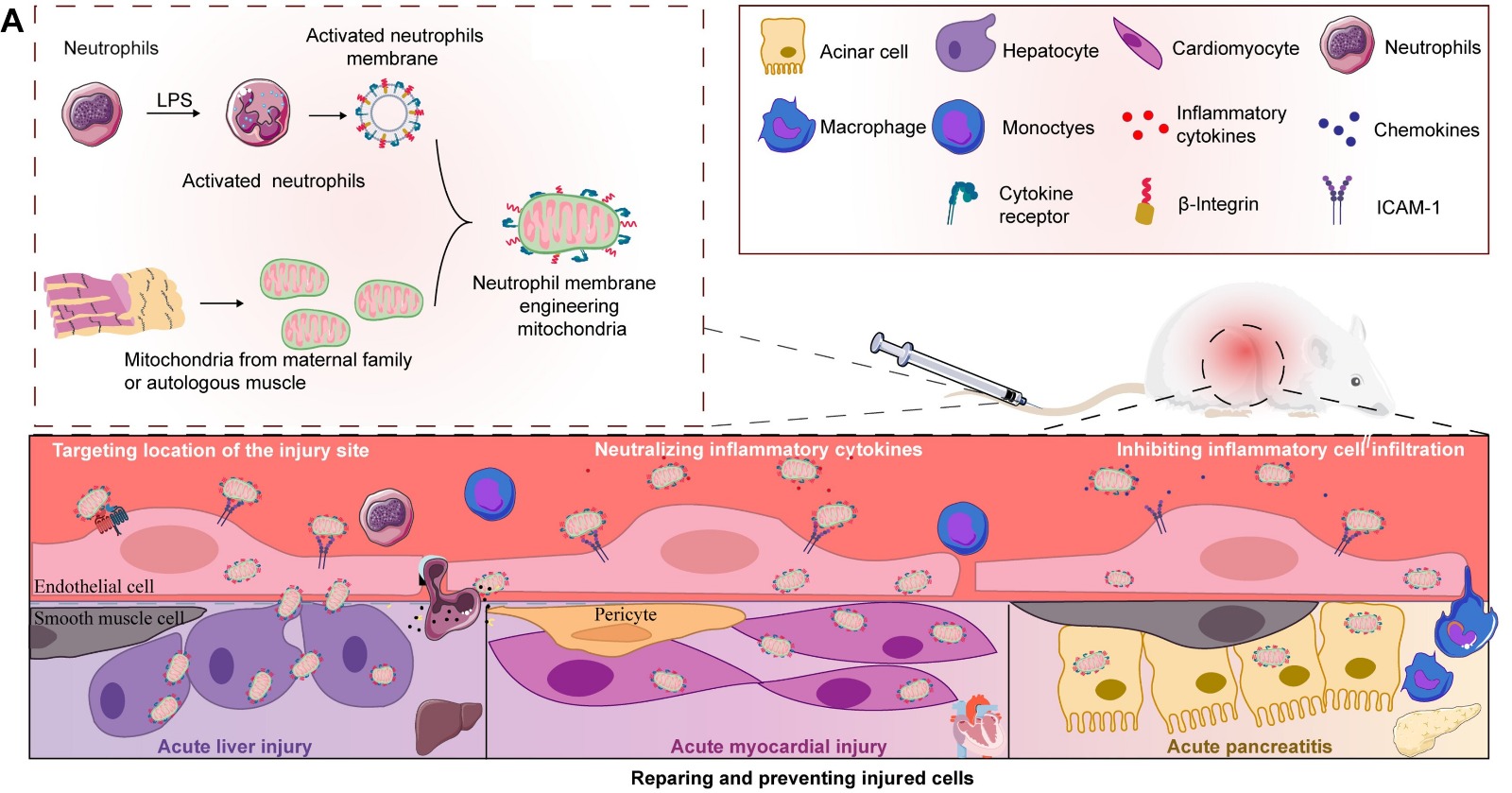 Advancements in Mitochondrial Therapy for Acute Organ Injuries