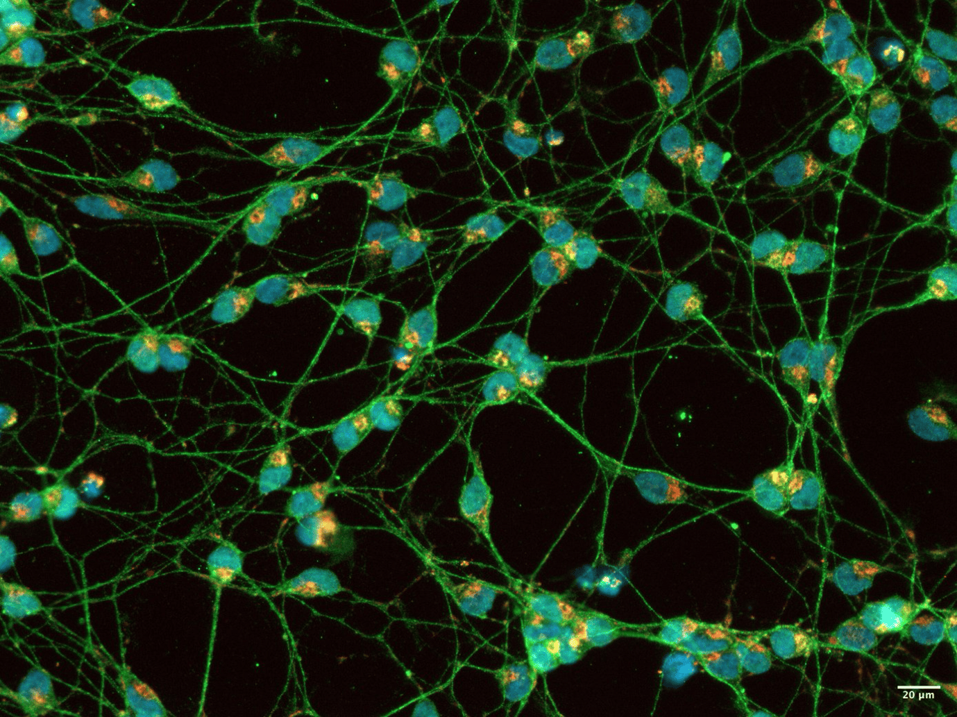 5. Glowing and Growing Mind - Mitochondria in Early Neural Development1