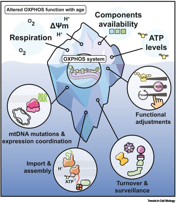image fate of mitochondria