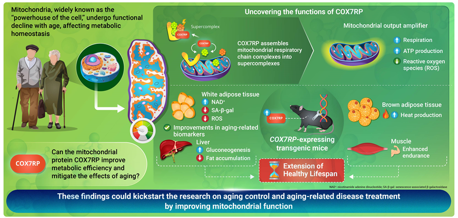 A Mitochondrial Protein May Hold the Secret to Longevity