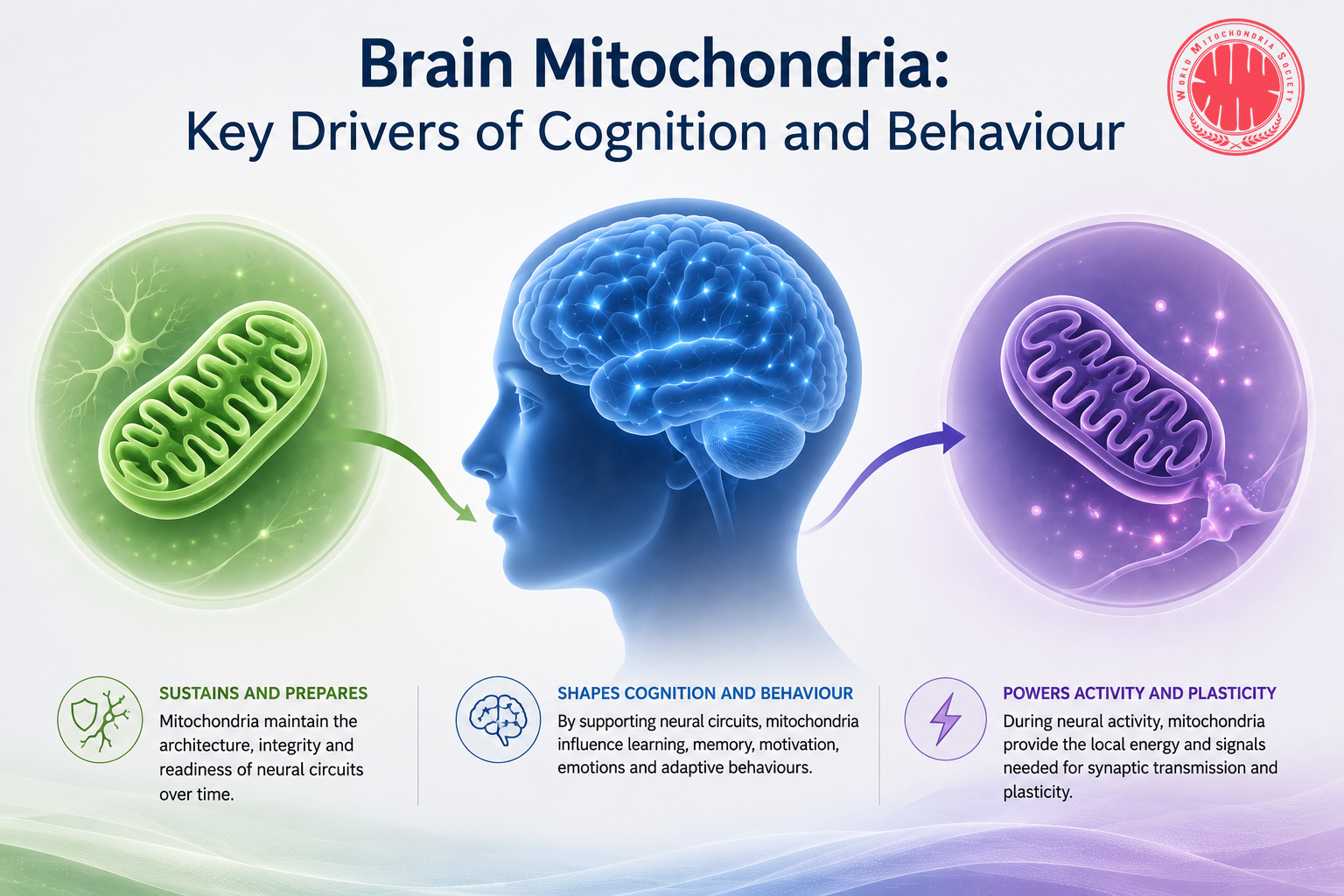 Brain-Mitochondria-The-Hidden-Architects-of-Cognition-and-Behaviour
