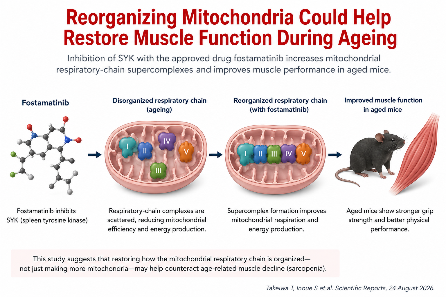 Can We Restore Ageing Muscle by Reorganizing Its Mitochondria