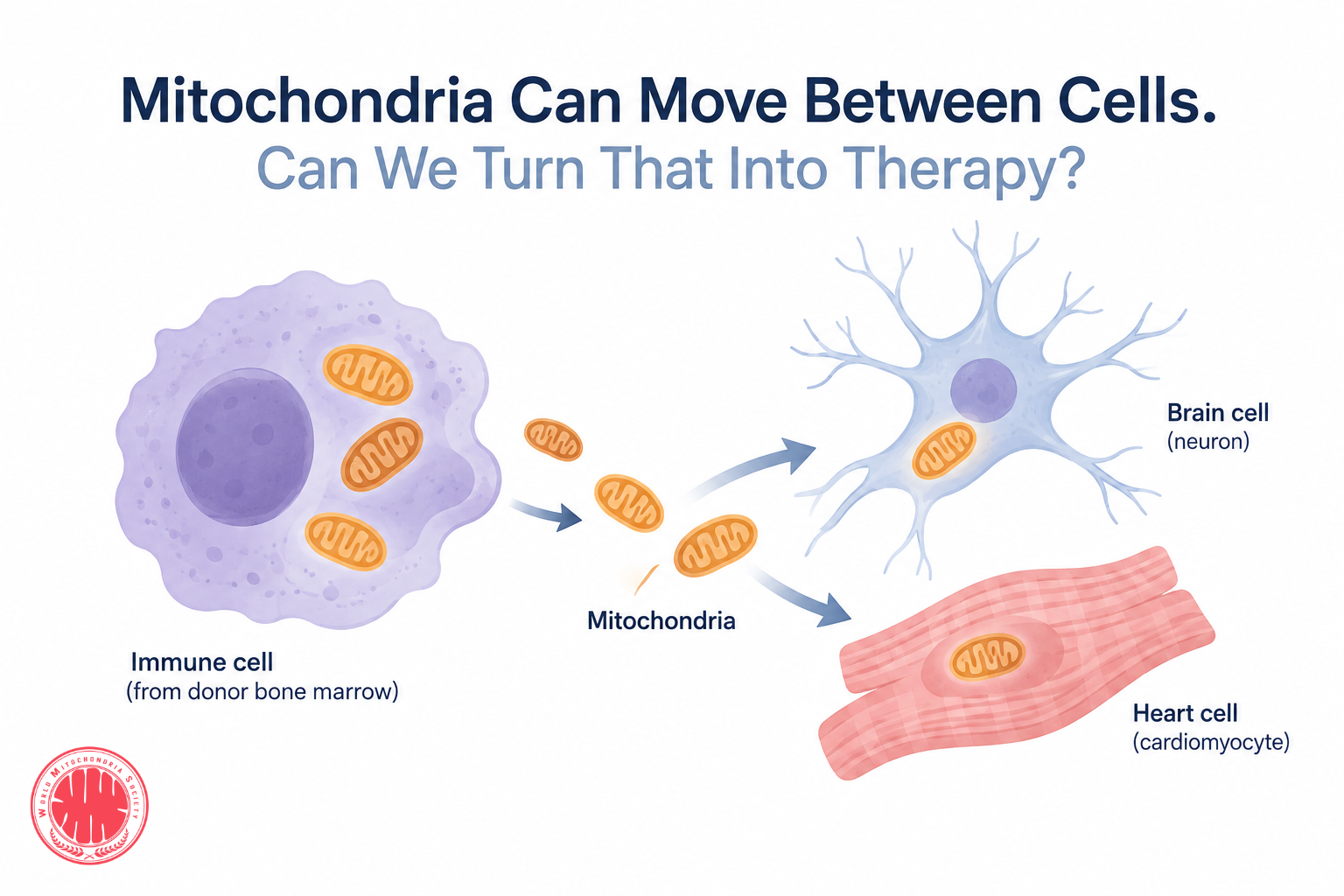 Mitochondria Can Move Between Cells. Can We Turn That Into Therapy