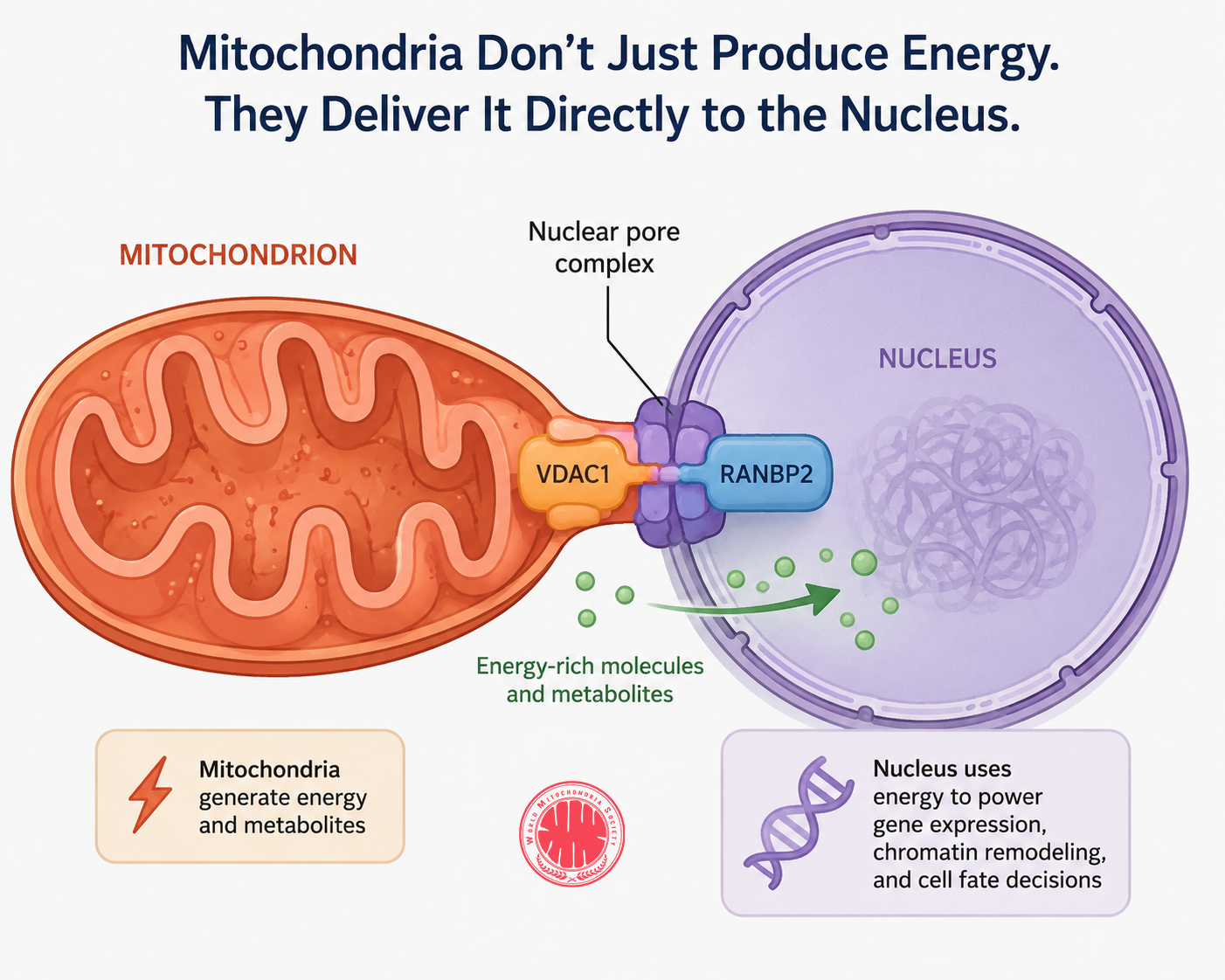Mitochondria Dont Just Produce Energy. They Deliver It Directly to the Nucleus