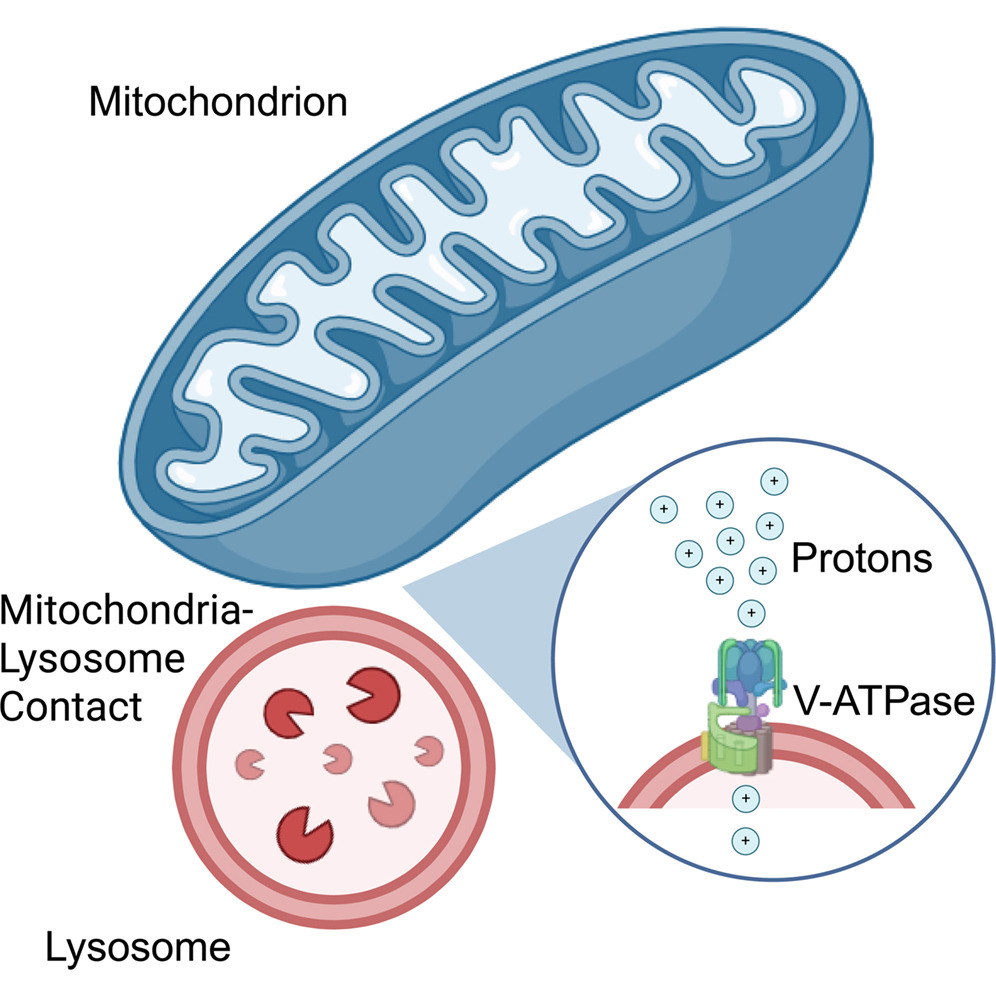 Mitochondria and Lysosomes Are Not Working Alone Study Reveals Direct Proton Transfer Between Organelles