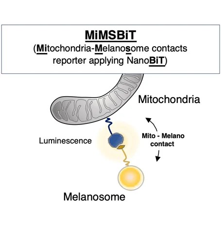 Schematic overview of MiMSBiT a reversible system for quantifying mitochondriamelanosome contacts in living cells