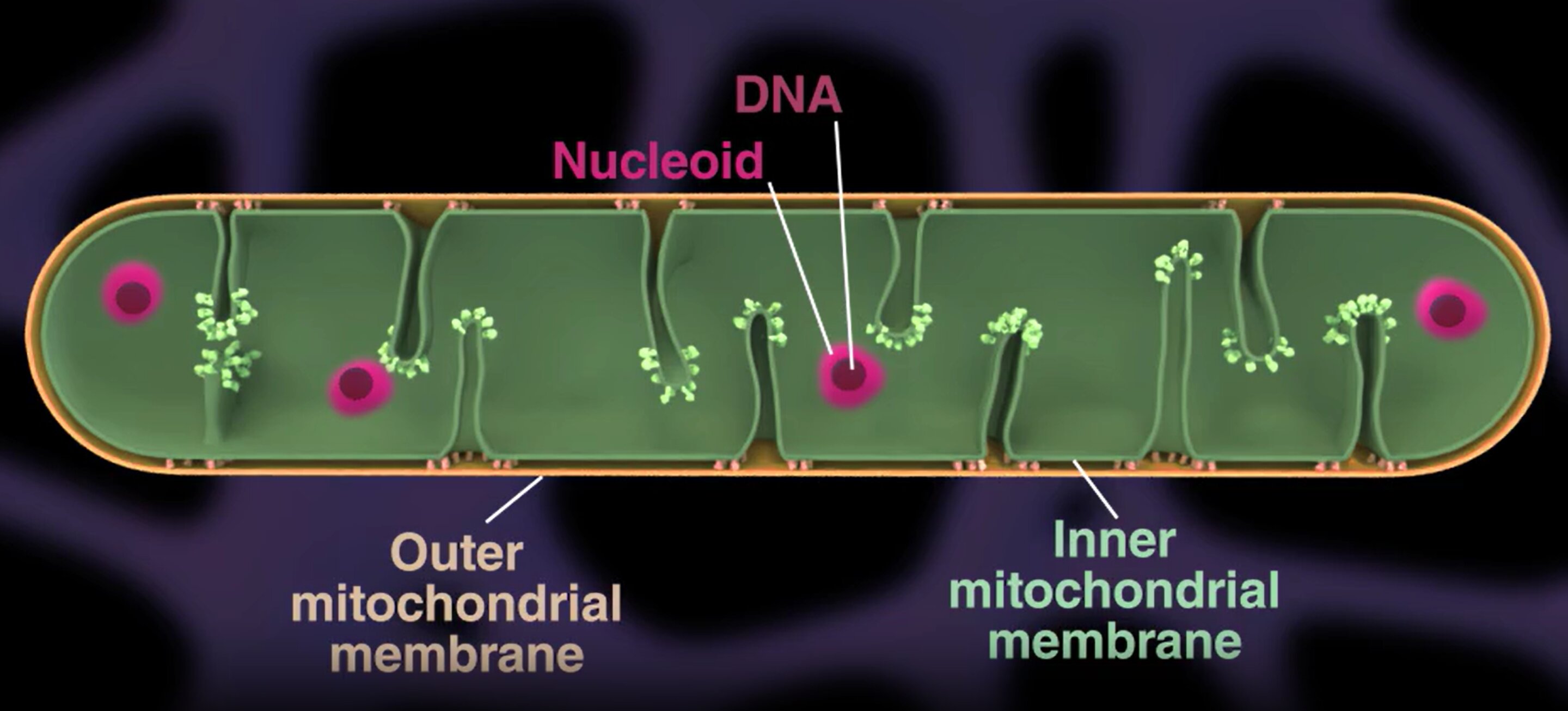 how-mitochondria-organ