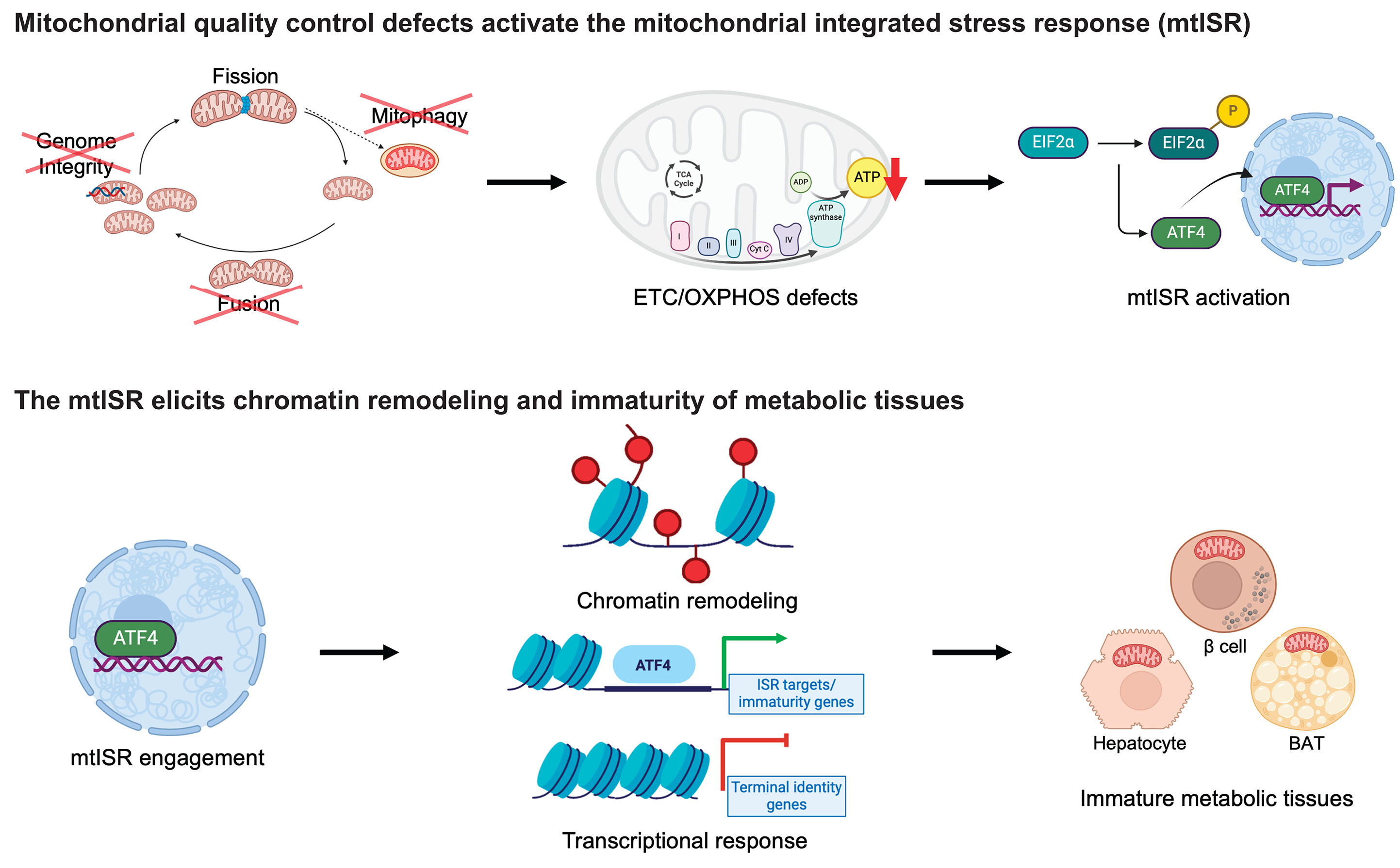 Could fixing mitochondria restore insulin-producing cells?