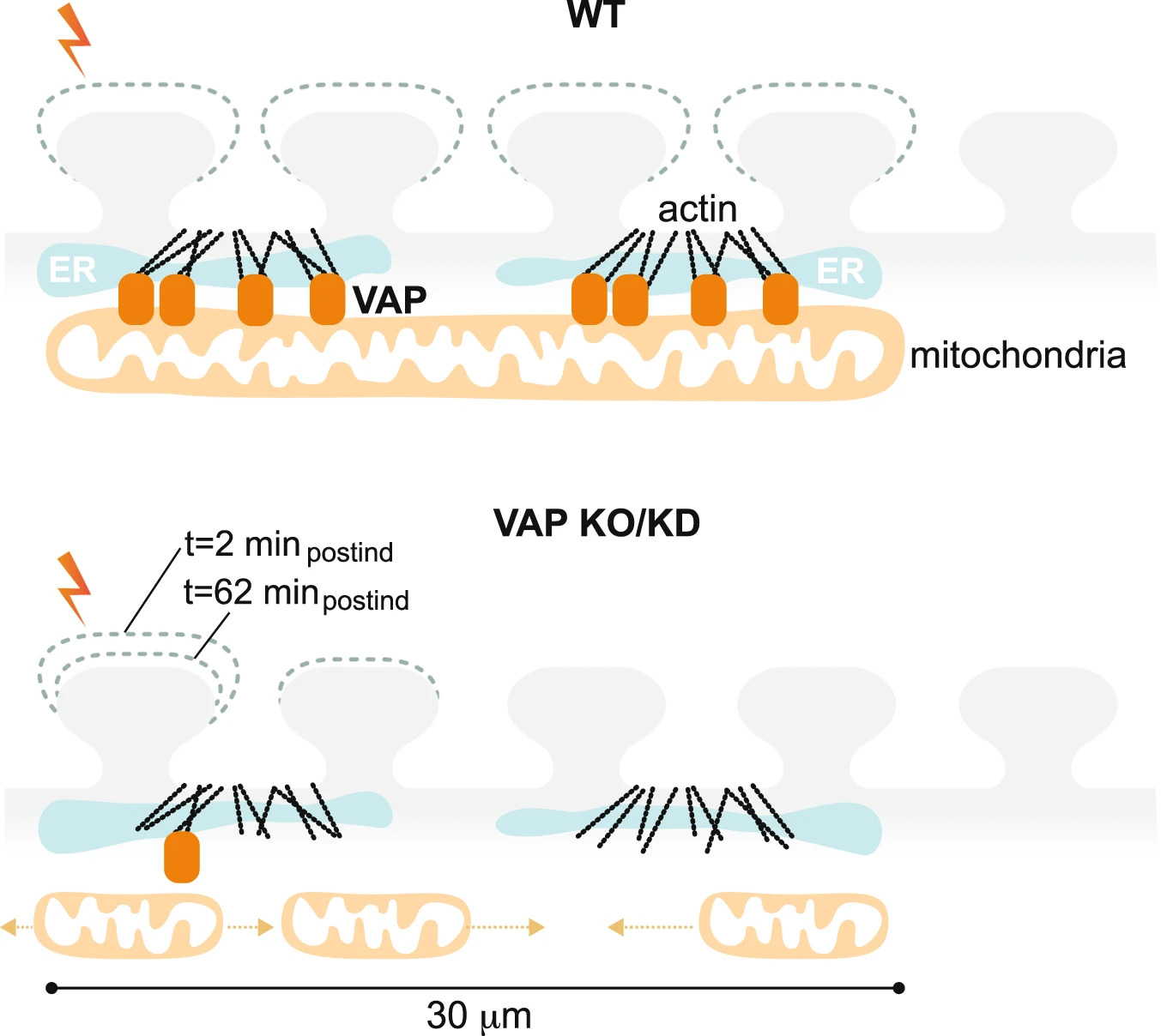 Mitochondria and Powering the Mind: Secrets of Synaptic Energy with VAP