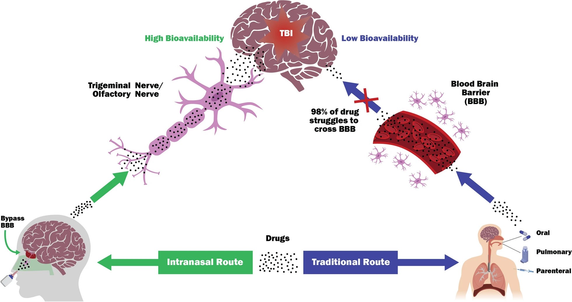 Intranasal Delivery of Mitochondria-Targeted Neuroprotective Drugs A New Approach for Treating Traumatic Brain Injury