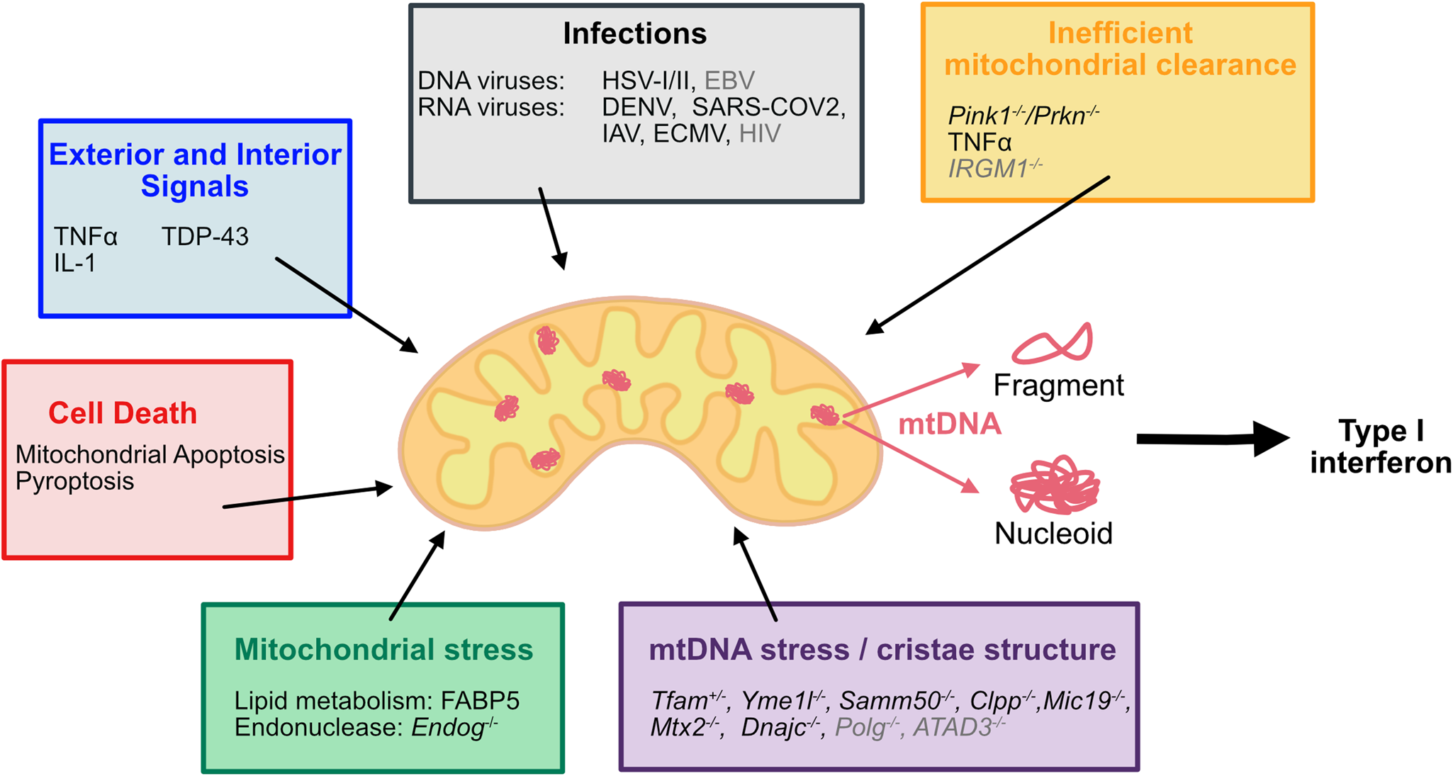 Mitochondrial DNA A Key Player in Cell Death and Inflammation