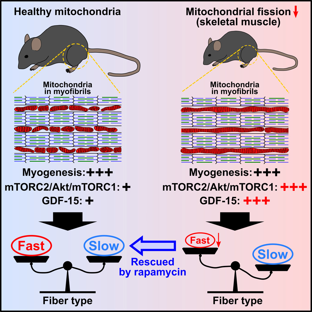 Mitochondrial Dynamics Crucial in Determining Muscle Fiber Type Study Finds