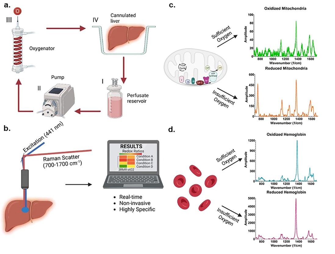 Real-Time Monitoring of Mitochondrial Health During Organ Perfusion