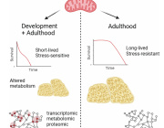 Timing of Mitochondrial Dysfunction Found to Shape Lifespan