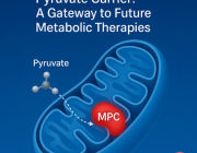 Mitochondrial Pyruvate Carrier: A Gateway to Future Metabolic Therapies