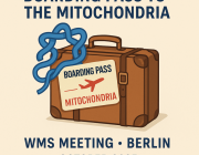 Nature’s Boarding Pass: How Proteins Enter Mitochondria