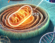 Mitochondria, p53, and the Secret to Aging Gracefully.