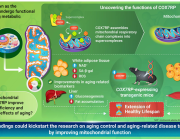 A Mitochondrial Protein May Hold the Secret to Longevity