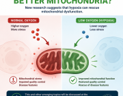 Can Less Oxygen Help Treat Mitochondrial Disease?