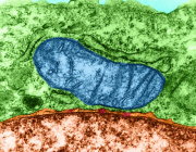 Can Mitochondria Create New Organelles? A Discovery Reopens a Major Question in Cell Biology