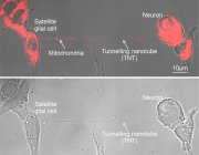 Cells share mitochondria to protect nerves from pain When cells share mitochondria, nerve pain can be reduced