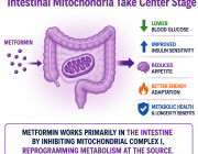 Metformin’s Mechanism Rewritten: Intestinal Mitochondria Take Center Stage