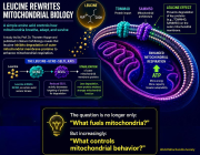 Leucine Rewrites Mitochondrial Biology