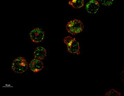 Red Blood Cells Lose Their Mitochondria: But Not Before Building the Machinery of Oxygen Transport