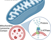 Mitochondria and Lysosomes Are Not Working Alone: Study Reveals Direct Proton Transfer Between Organelles