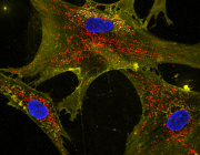 Nanoflowers help cells share mitochondria and restore energy